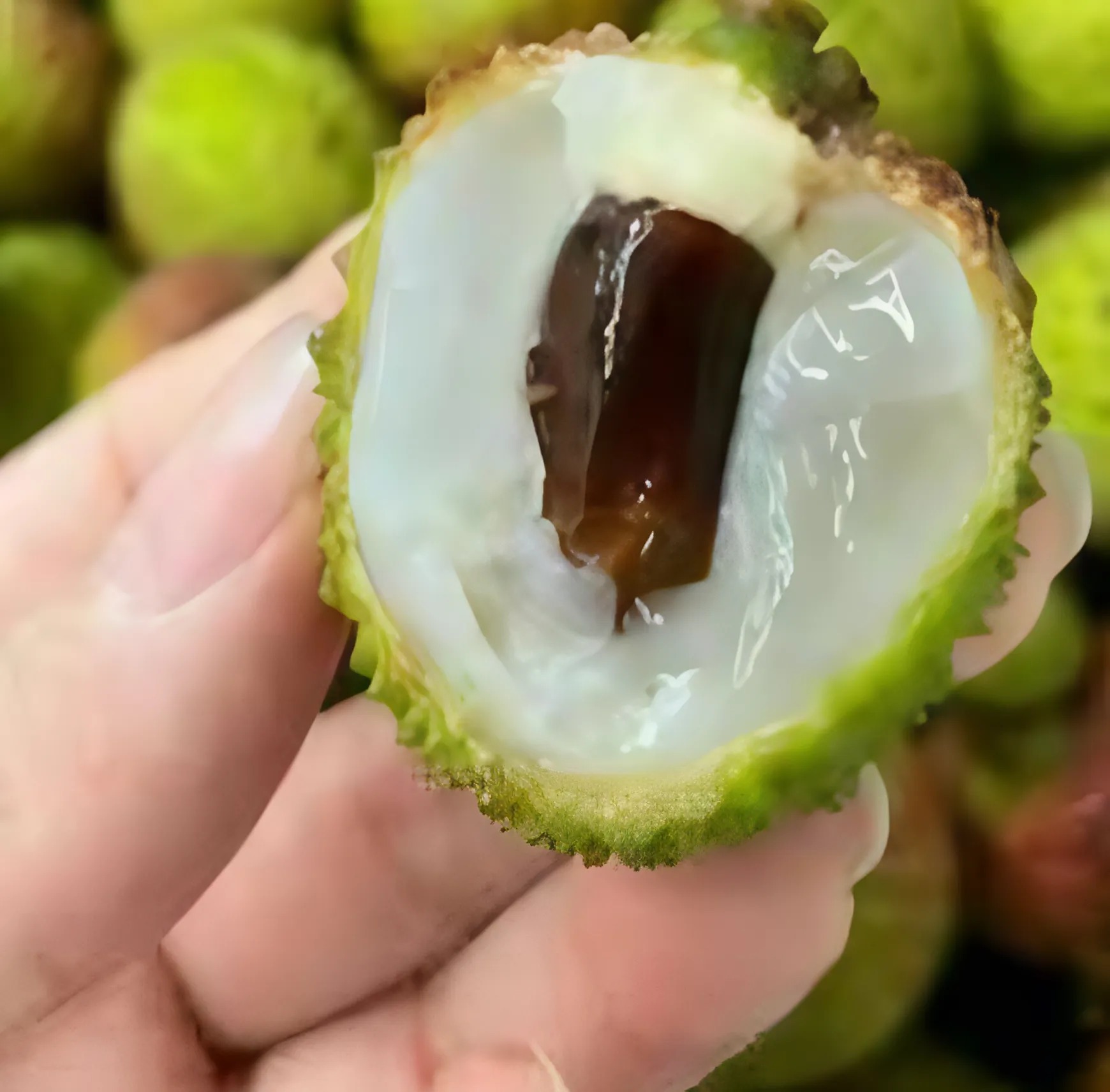 लीची कॉन्सेंट्रेट